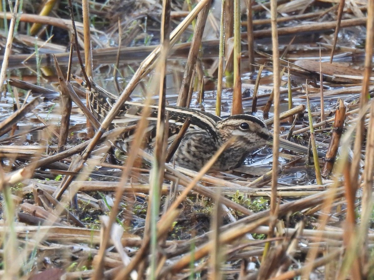 1 of 2 Common Snipe in the central marsh on Beeston Common this morning