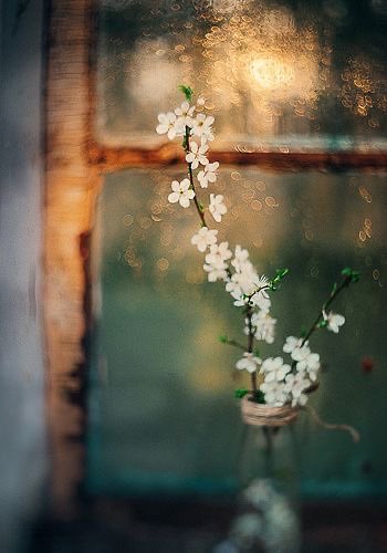 “Güzel olan her şey, yavaş büyür.”

— Arthur Schopenhauer