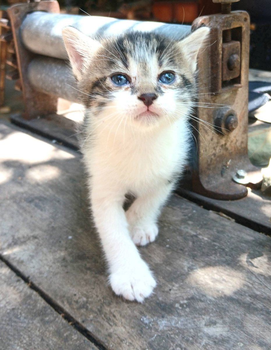 ¡Gatitos en adopción responsable! 🐈

Cerca de cumplir un mes y medio, ya pueden alimentarse con alimentos húmedos (proceso de destete). 

Zona Ñemby. 

para más información comunicarse al: 0976 753916. ✍️