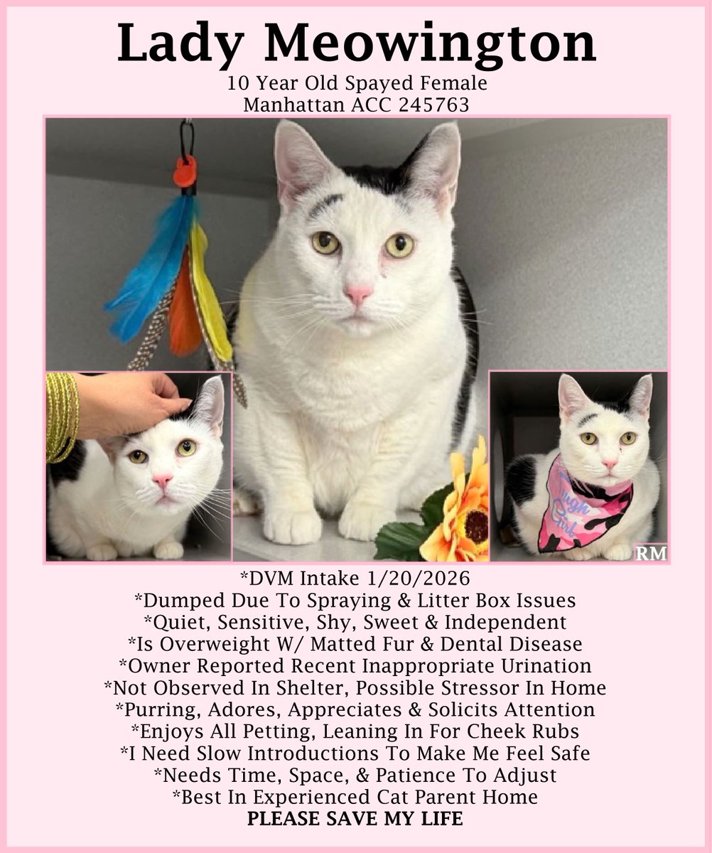 sachikoko's tweet image. 🆘URGENT🆘SENIOR ALERT🙏🏾PLZ SHARE🆘
🙏🏾PLZ #PLEDGE 2 SAVE MY LIFE
💘Sweet 10YO #Senior White &amp;amp; Black Kitty "LADY MEOWINGTON"💘
😾💔Dumped 4 Litter Box Issues, Overweight W/ Dental Dz
🚨Needs #Adoption #Rescue #Foster🚨
▶️245763 facebook.com/photo.php?fbid…
🙏🏽#Adopt
#Manhattan #NYCACC