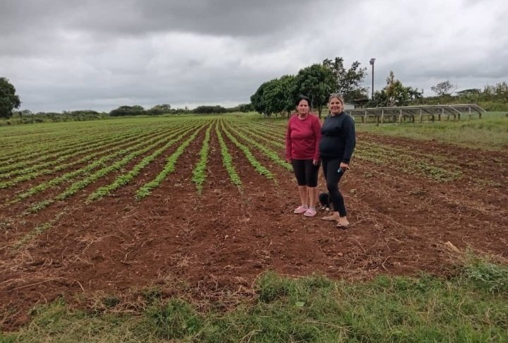 mgnaranjo48's tweet photo. Finca El Placer, comunidad Máximo Gómez, municipio Perico, de la productora Marisol Valladares, beneficiada con un sistema de riego de 3 hectáreas. Tiene en producción tomate, col, ajo y  frijol negro. #soberaniaalimentaria https://t.co/hYQyRKiTVg