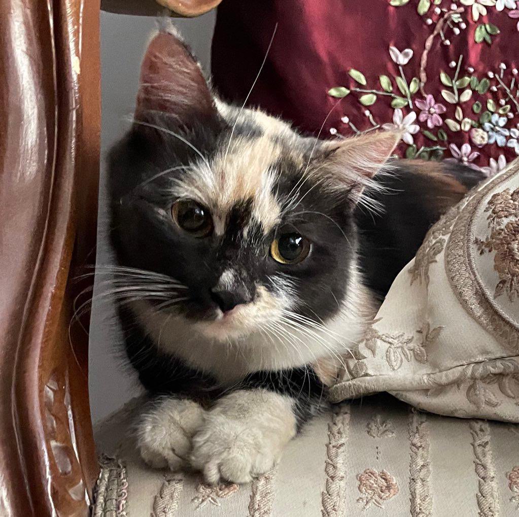 ♱ micha tweet media