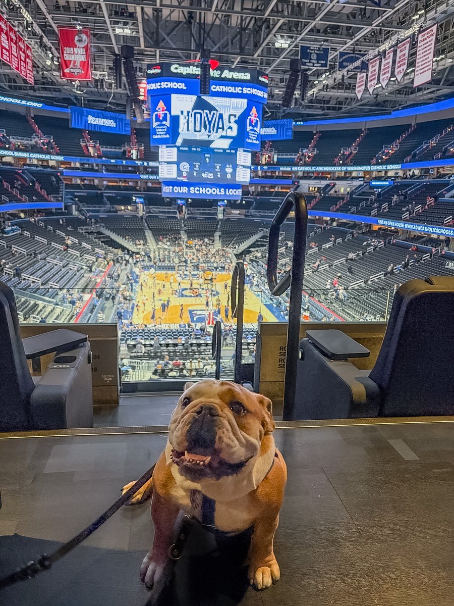 Jack the Bulldog tweet media