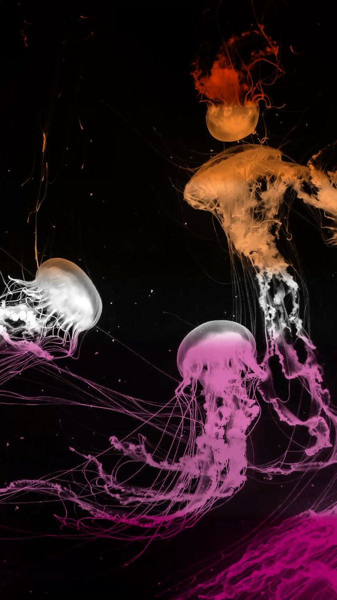 ── ✧̸ grupo da melissa + walpaper.