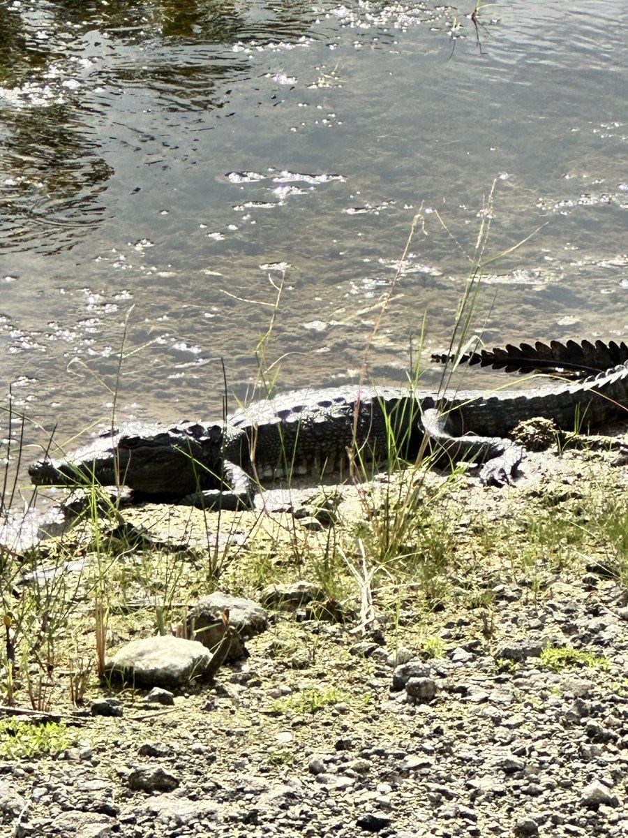 searly7's tweet photo. Golfing in Mexico is different.  I have never played a course that has signs on every hole that remind you that some of the hazards can consume the golfers… https://t.co/0FwJ4ObTKg