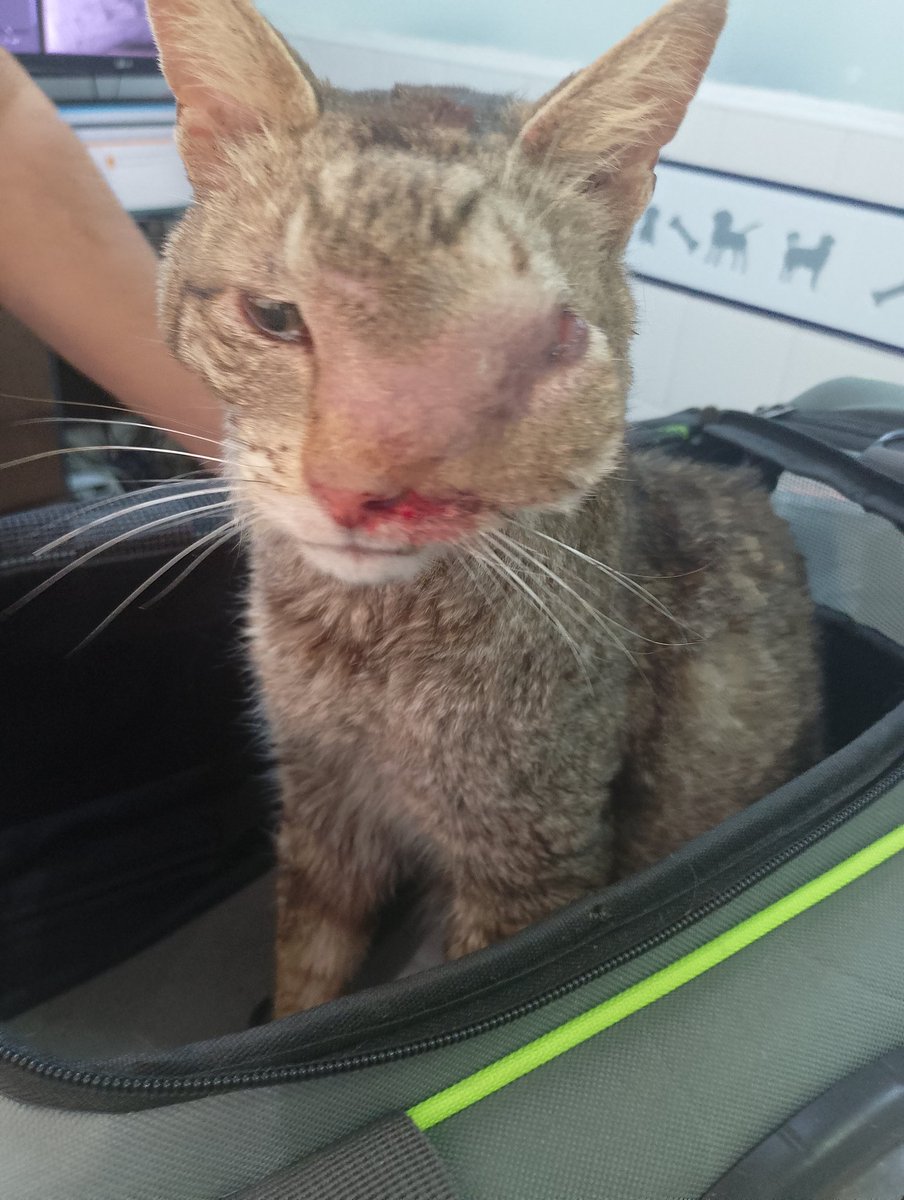 URGENTE🆘🆘🆘🆘🆘 AYUDAAAAAAAA 
ROGAMOS AYUDA PARA EL 💔

PERDIO EL OJO NO SABEMOS COMO.SIGUE VIVO ESTAMOS EN LA VETERINARIA 
LO MORDIERON!

TENEMOS QUE BAJAR UN POCO LA DEUDA EN LA VETE YA DEBEMOS MAS DE 1 MILLON

🙌ALÍAS PATITASBUDGEOK 
 🙌ALIAS PATITASBUDGE 
MAGDALENA CACERES