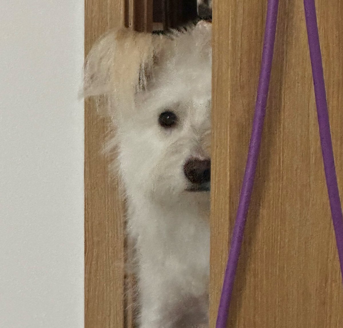 ANI3OO's tweet image. 지이이이—…