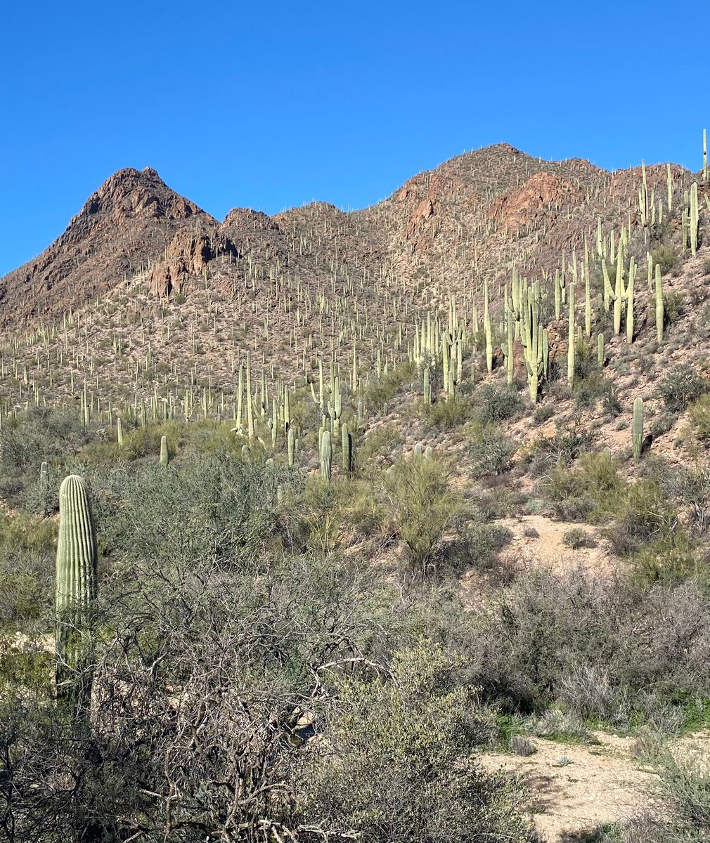 maryanne_pope's tweet photo. For a Canadian, seeing a cactus is truly something to behold.🌵🌵
(PS: We never tire of their beauty!)
#crazycactus #cactusorcacti #arizona https://t.co/UngIHHMMWa