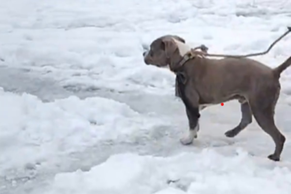 Dog stays by body for four days after teenagers die in Himalayan snowstorm independent.co.uk/asia/india/him…