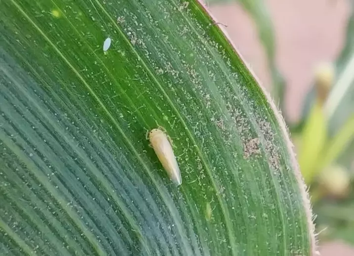 La detección temprana ordena el manejo de la chicharrita del maíz

Así lo señalaron especialistas del INTA durante un conversatorio con productores y técnicos, donde compartieron información actualizada sobre la presencia de Dalbulus maidis.

👉🏼bit.ly/3M7pPPP