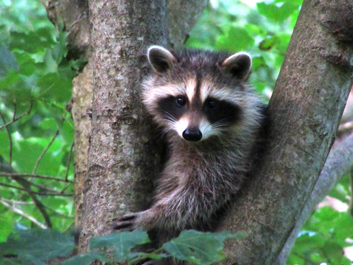 NH Citizens Against Recreational Trapping tweet media