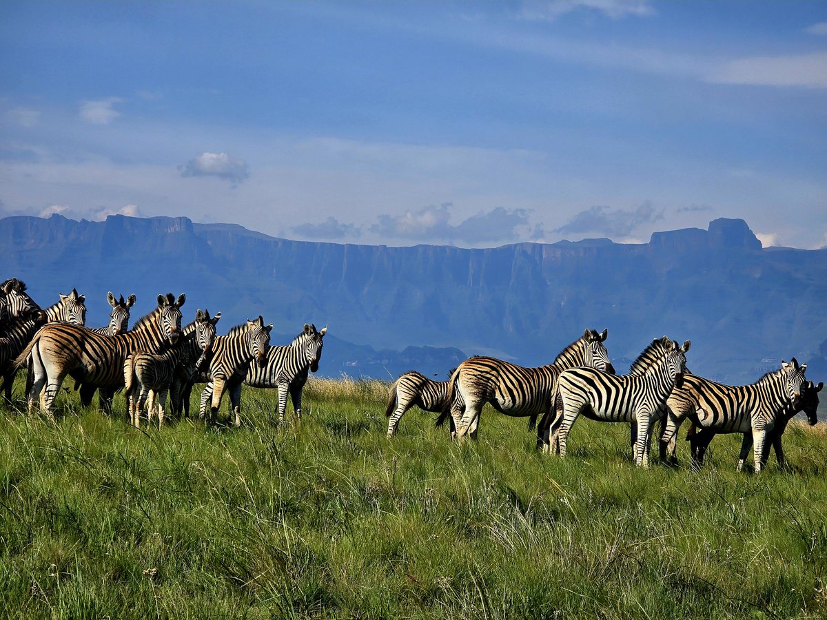 Berghouse&Cottages tweet media