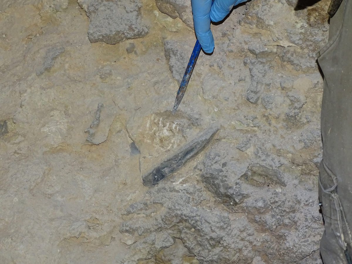 Musée d'Anthropologie préhist. de Monaco tweet media