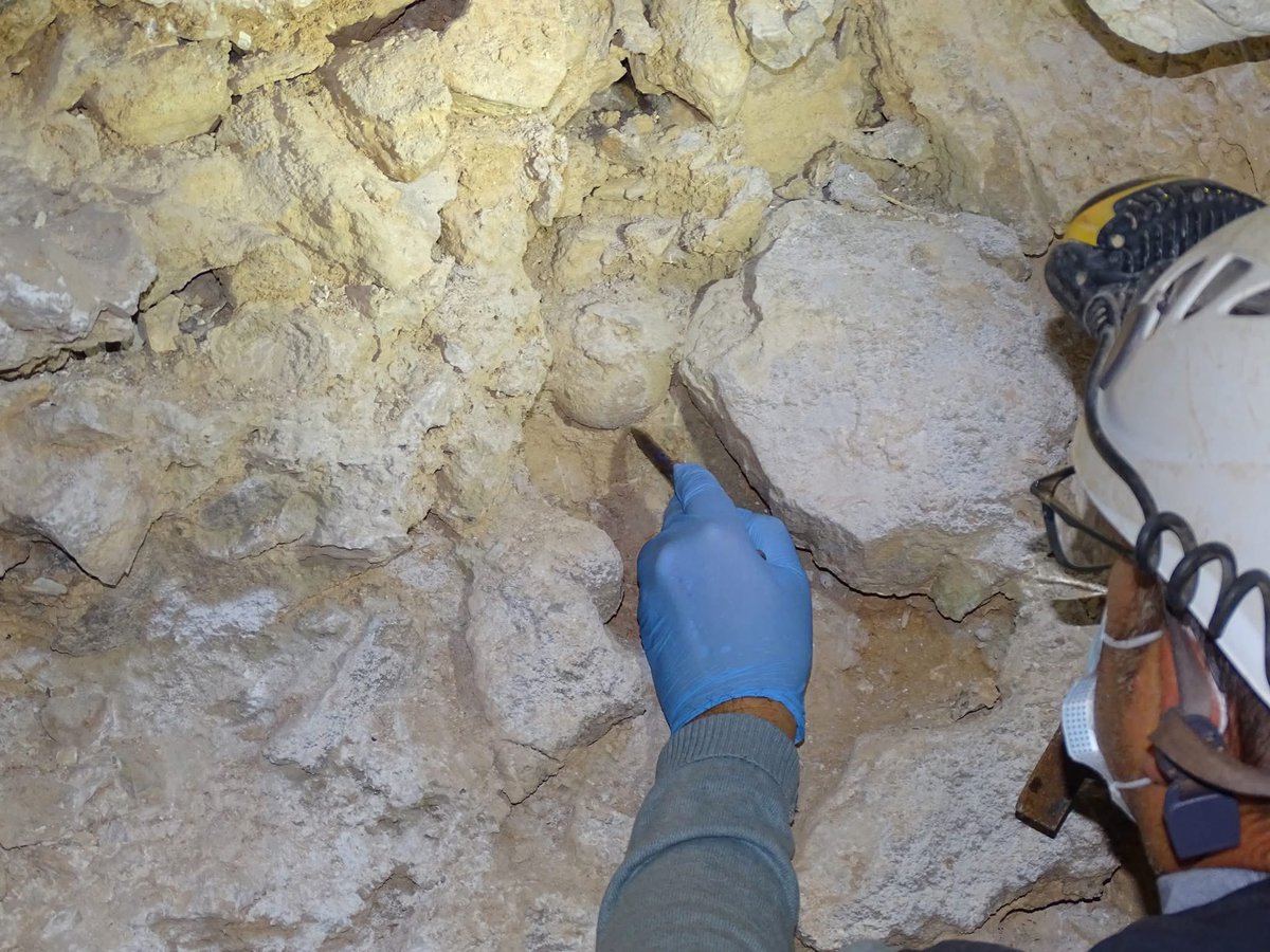 Musée d'Anthropologie préhist. de Monaco tweet media