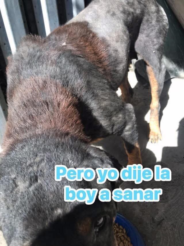JorgeJaime_1's tweet image. La buba un día llego a el trabajo buscando algo de comida yo le ofreci un poco de  a comida pero también le dije te boy  a sanar y poco a poco lo fui logrando hoy esta sana y hermosa a poco no y la sigo viendo todos los días voy a verla y tiene su casita y esta en un lugar seguro