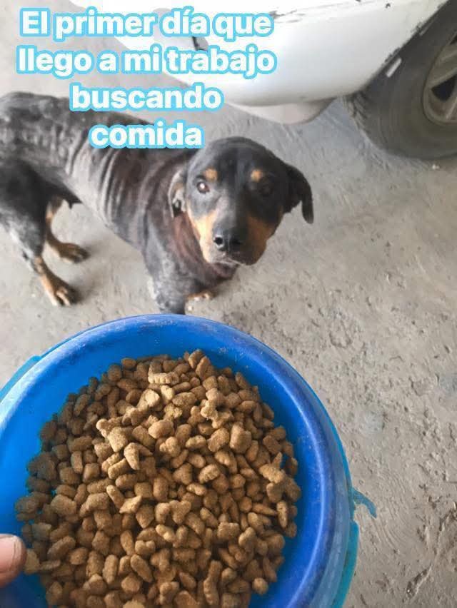 JorgeJaime_1's tweet image. La buba un día llego a el trabajo buscando algo de comida yo le ofreci un poco de  a comida pero también le dije te boy  a sanar y poco a poco lo fui logrando hoy esta sana y hermosa a poco no y la sigo viendo todos los días voy a verla y tiene su casita y esta en un lugar seguro