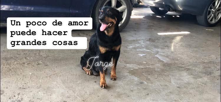 JorgeJaime_1's tweet image. La buba un día llego a el trabajo buscando algo de comida yo le ofreci un poco de  a comida pero también le dije te boy  a sanar y poco a poco lo fui logrando hoy esta sana y hermosa a poco no y la sigo viendo todos los días voy a verla y tiene su casita y esta en un lugar seguro