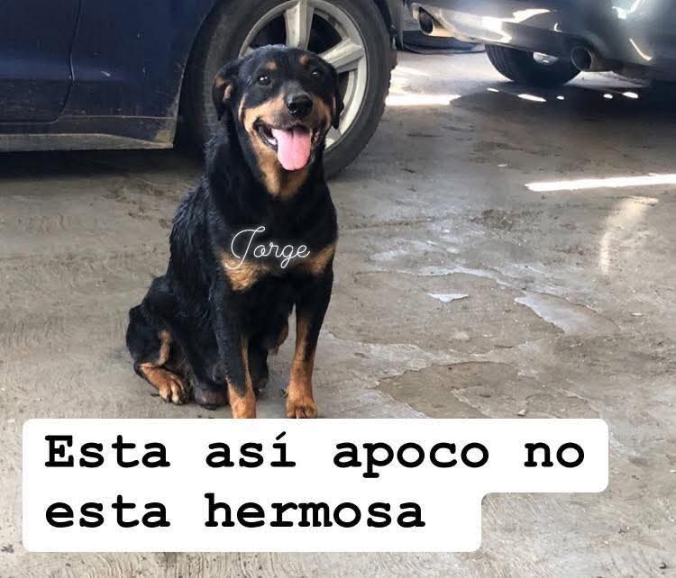 JorgeJaime_1's tweet image. La buba un día llego a el trabajo buscando algo de comida yo le ofreci un poco de  a comida pero también le dije te boy  a sanar y poco a poco lo fui logrando hoy esta sana y hermosa a poco no y la sigo viendo todos los días voy a verla y tiene su casita y esta en un lugar seguro