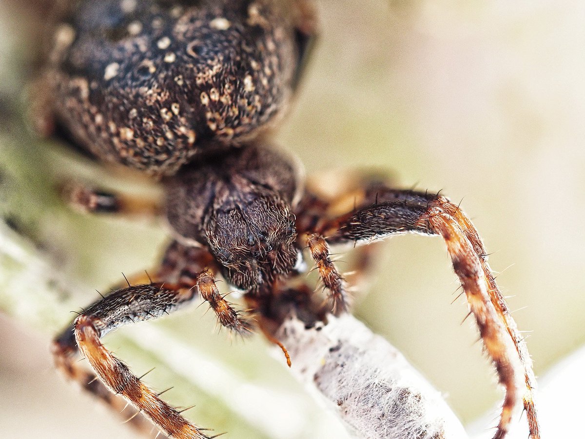 1AcoolART's tweet image. Spinnspringe finde ich jetzt voll schön 😂😂😂
Foto von mir 😜
#dschungelcamp2026 #Dschungelcamp #ibes