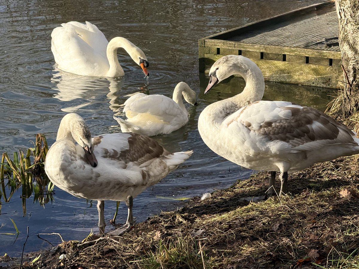 ElleBeePhotos's tweet image. It was a joy to photograph the swan family at my local reservoir today. Spending a little time in their company after they swam towards me, and being so close that I could take these photos with my phone, made my day! 🦢☀️🥰

#wildlifephotography #WildlifeWednesday #Swans