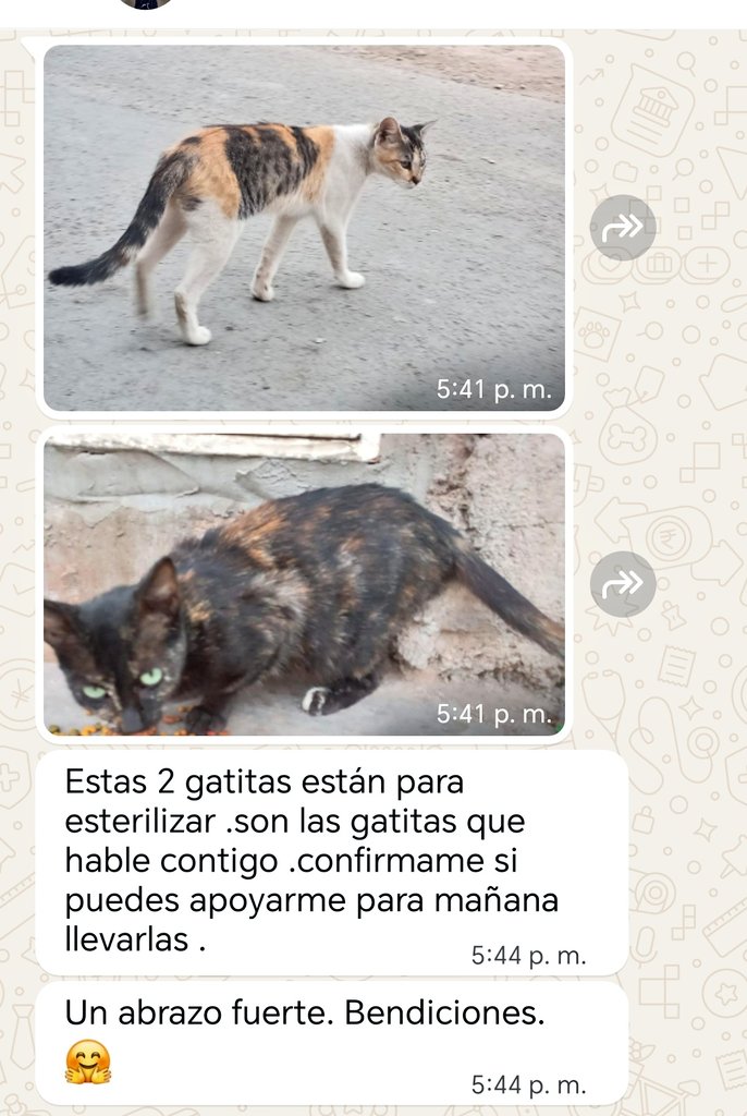 APADRINA 1 ESTERILIZACIÓN Y SALVA VIDAS🚨
Se necesita con urgencia cubrir 2 cirugías de esterilización s/80 para gatitas q fueron abandonadas en la rivera del río en SMP ‼️
Porfavor amigos, ayudemos a que no nazcan más gatitos a sufrir
🙏🏼Yape/plin 934962128 Jaquelyn Salazar #RT