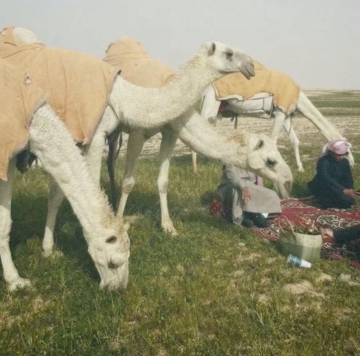 سَطْر tweet media