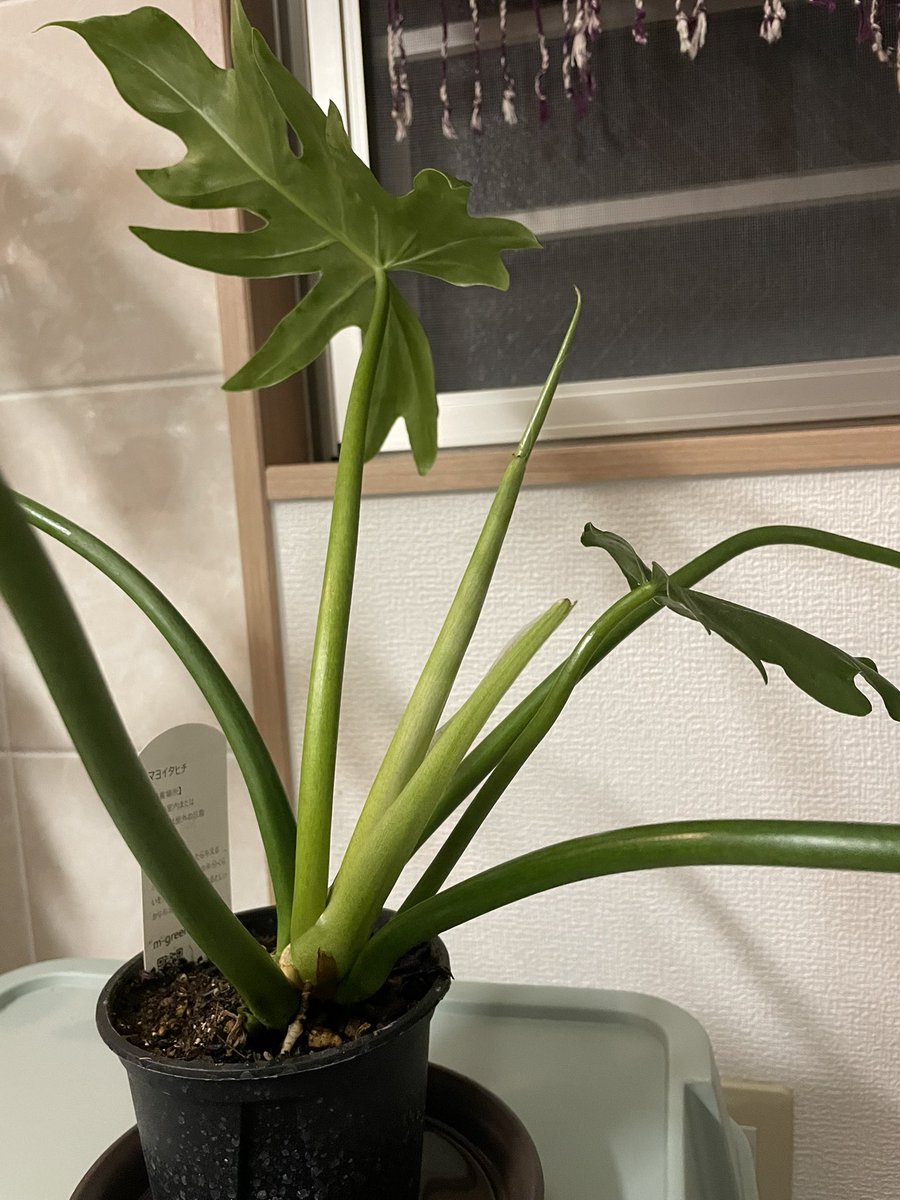 の*ん様 ☘️唯一無二☘️開花株❤️新芽しっかり元気株❤️3222⭐️SD⭐️ハ フラワー🧚🏻‍♀️ (@kIXzMvXyYre1Dp6) / Posts / X