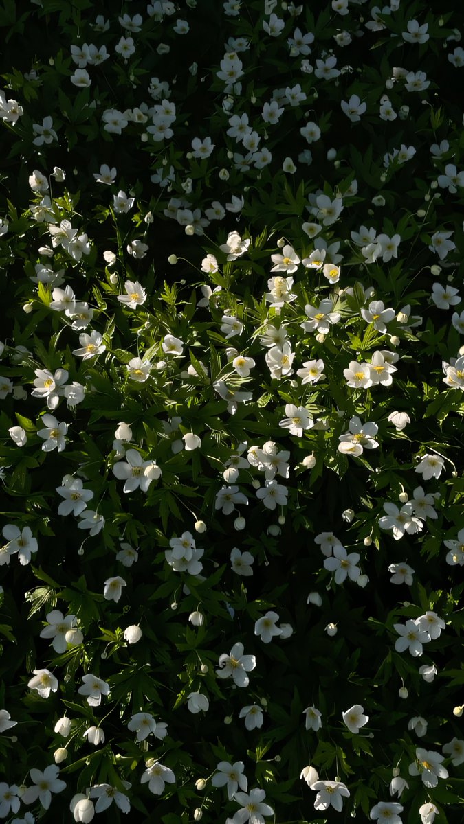 Universal4karts's tweet image. Field of Gold 🌼