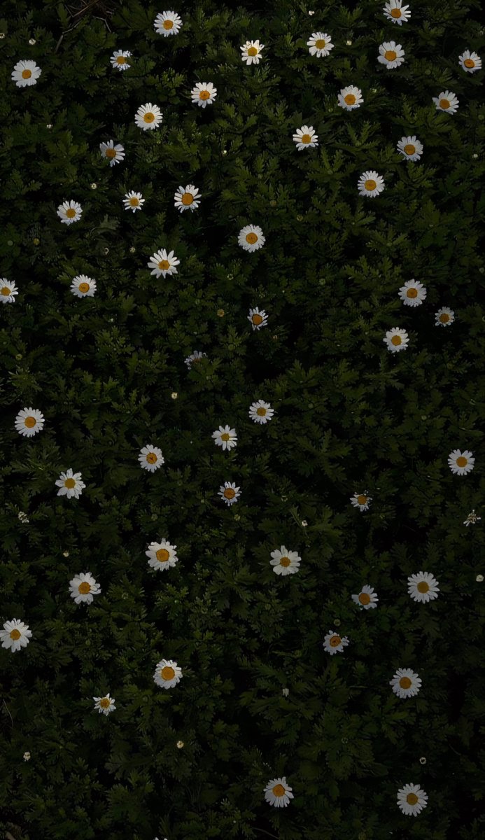 Universal4karts's tweet image. Field of Gold 🌼