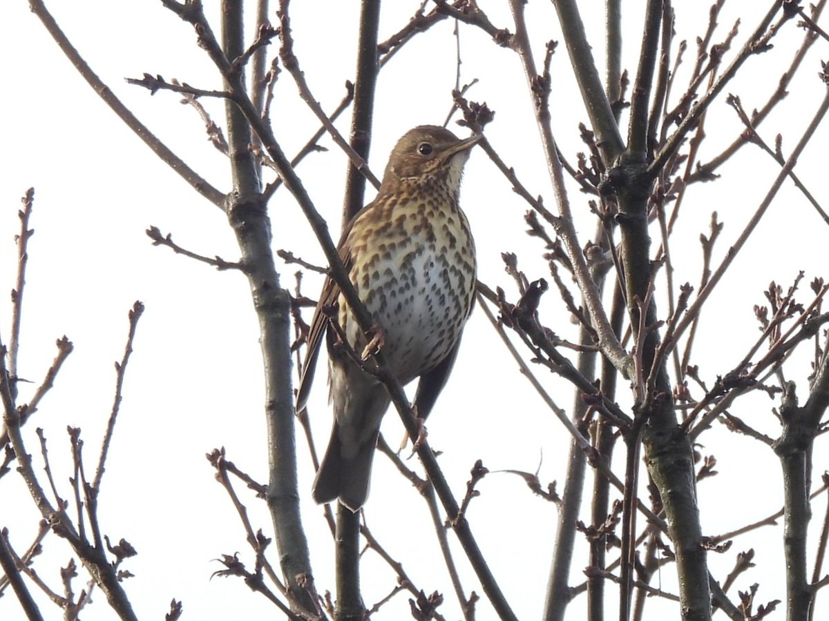 Song Thrush at least 3 in full song on Beeston Common this morning