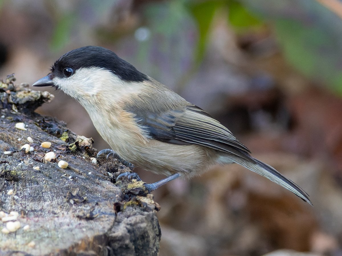 Pete Sutton tweet media