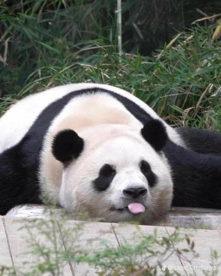 RealTimeRating's tweet photo. Los pandas ya no están oficialmente en peligro de extinción. https://t.co/qQqRzWPMO2