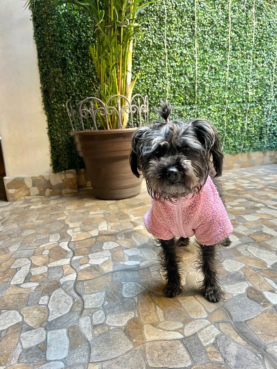 Amigos Pingüica sigue buscando familia 
Es talla chica , amigable, juguetona, cariñosa 
Dale una oportunidad por favor 🙏🏼 
Wats 5548724347
#AdoptaNoCompres 
Ciudad de México.