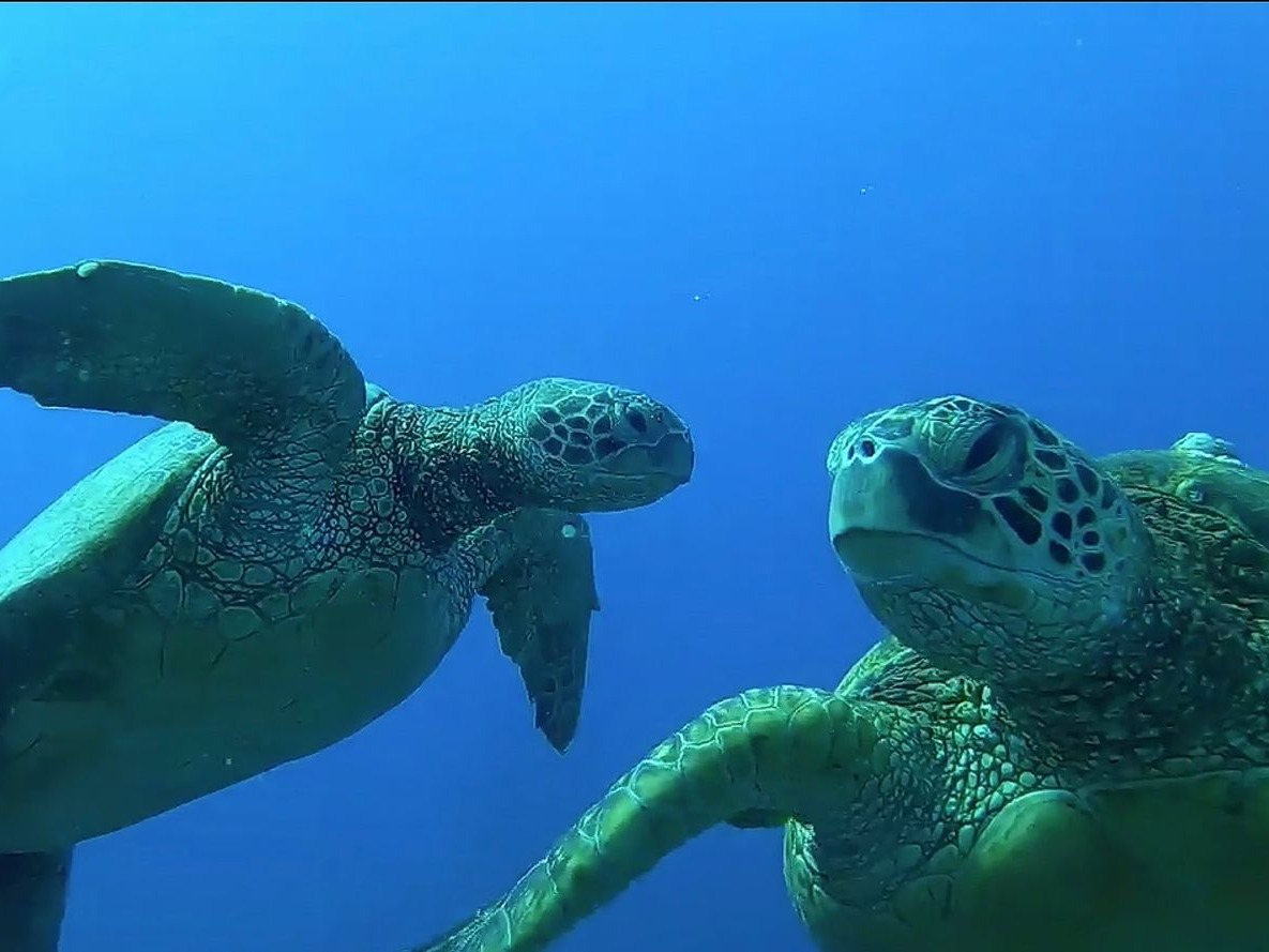 Proud to share I earned the PADI Master Scuba Diver rating. This reminds me that excellence comes from commitment and consistency. Dive by dive. Step by step. Always growth.

Thank you to PADI for creating a world-class training system.

#PADI #BrianLKent #Leadership #Discipline