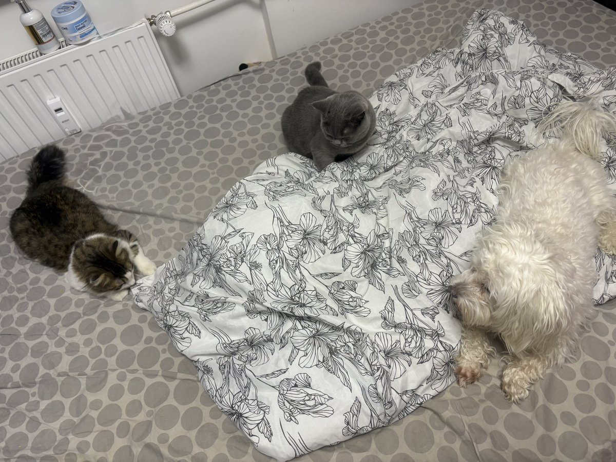 andrejae's tweet image. In zdej preobleči posteljo😐😅