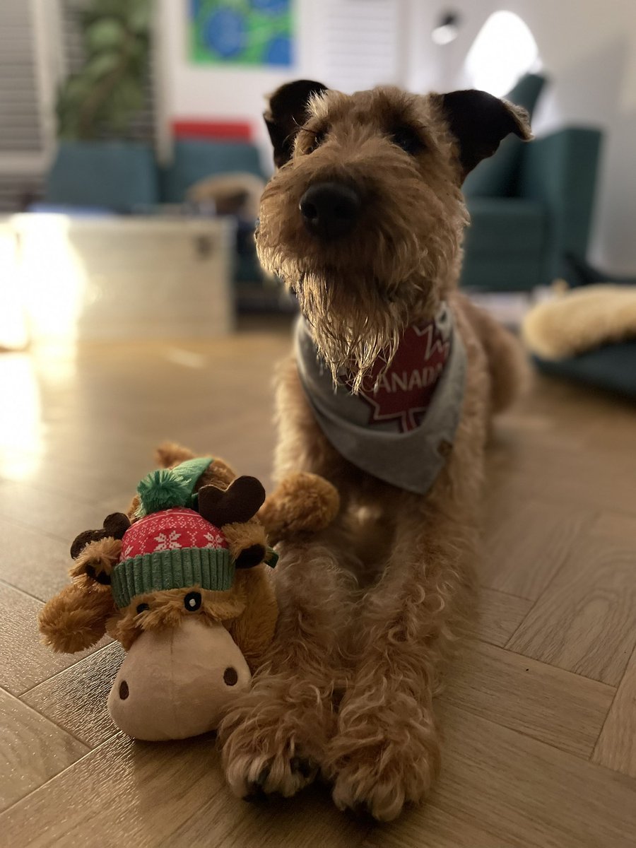 OlaKwiecien3's tweet photo. #fogsoftwitter Friendship is such a wonderful thing! Today came post from Pebbleโs special Canadian girlfriend Billie Jean @lizandairedales! He proudly presents Bruce the Moose and the photo of his sweetheart
๐ฆ๐พ๐จ๐ฆ๐ซ๐ฅฐ https://t.co/VRrNrwb0c9