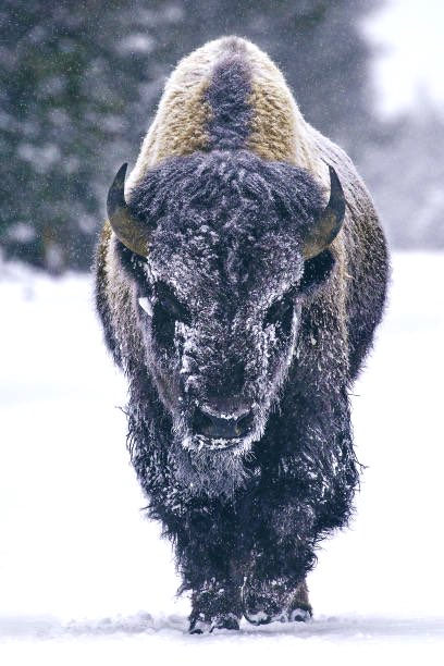 Checking out the herd. 
Bisons run into the storm. 
True championship culture. 
<a href="/Harding_FB/">Harding Football</a> 🦬🏈
<a href="/CoachFrancis_HU/">Will Francis</a> 
<a href="/HUCoachD/">Gavin De Los Santos</a>
