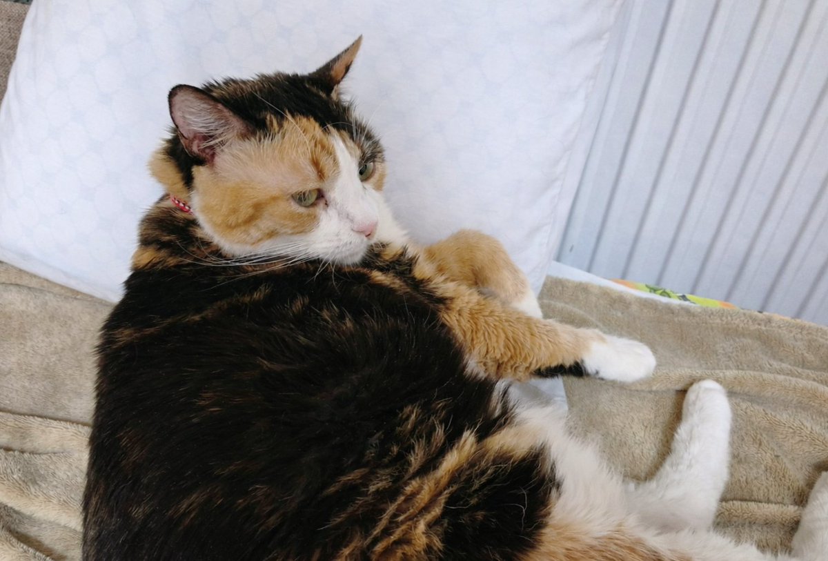 Ostao sam i bez jastuka jer je gospođica odlučila da prilegne dok gleda seriju