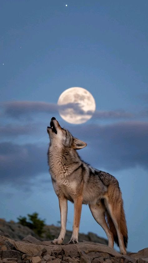 de_observer's tweet photo. @chfrcm144 Buenas noches amiga, feliz descanso, muy chulo casi no lo veo πͺπ«πΊππ
#APOYOROCIO https://t.co/SKjlOGhHlz