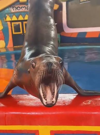 <a href="/traderInosuke/">POG 🧲</a> $MARCUS the most viral sea lion on tik tok