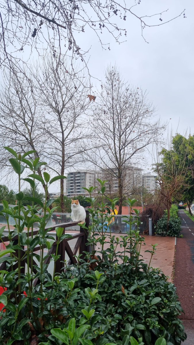 Hergün beslenir,sevilir,gezmesine izin verilir 😻 o bir sokak canlısı.❤️