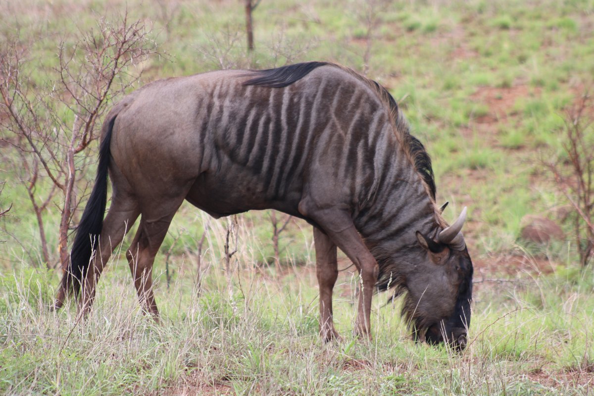 ShutterVista's tweet image. Majestic blue wildebeest blending into the Kruger bushveld, South Africa  Alert eyes and curved horns—true wilderness survivor.  Favorite Kruger animal sighting?  #Photography #PhotoOfTheDay #NaturePhotography