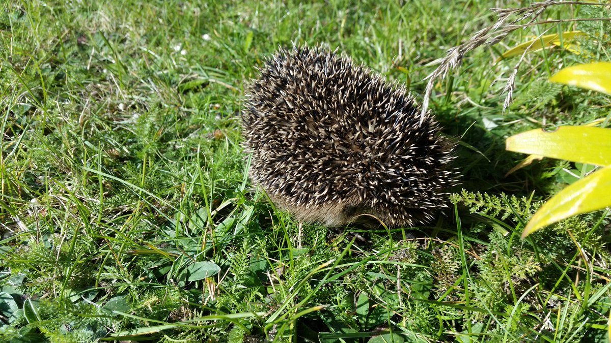 lilith52152's tweet image. Nie, to nie są moje fotki. Mam 3 jeże w ogrodzie. Teraz śpią