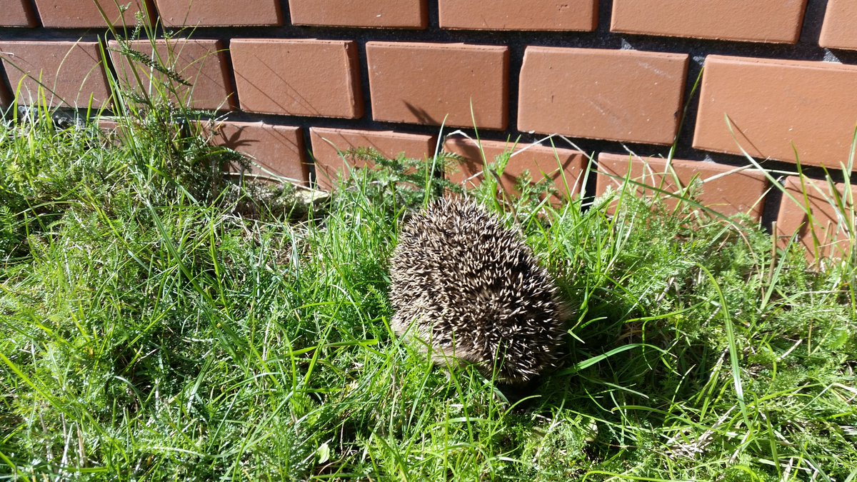 lilith52152's tweet image. Nie, to nie są moje fotki. Mam 3 jeże w ogrodzie. Teraz śpią