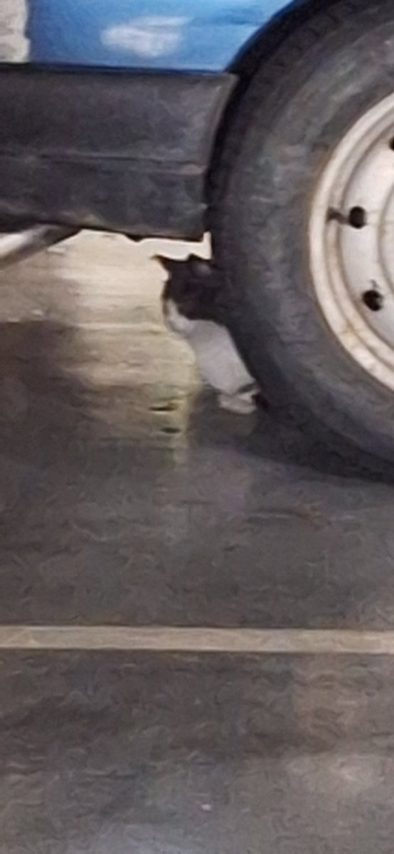 Mario_rvcf7's tweet photo. Acabo de encontrarme un gato en las cocheras de Padre Usera en Calle Bata, Delicias. Gris y blanco, calculo que sobre un 1 año o algo menos. Bastante asustadizo

No se si alguien lo reconoce. Si podéis difundirlo. Gracias https://t.co/r2KsL5W5Wd
