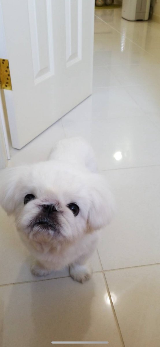 ☪弓月（ゆづき）☪ tweet media