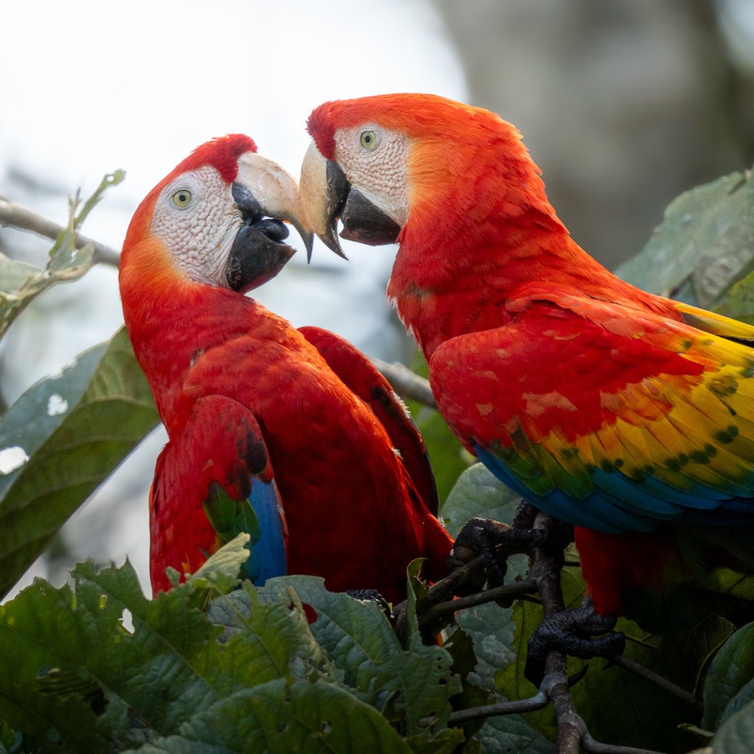 Rainforest Expeditions tweet media