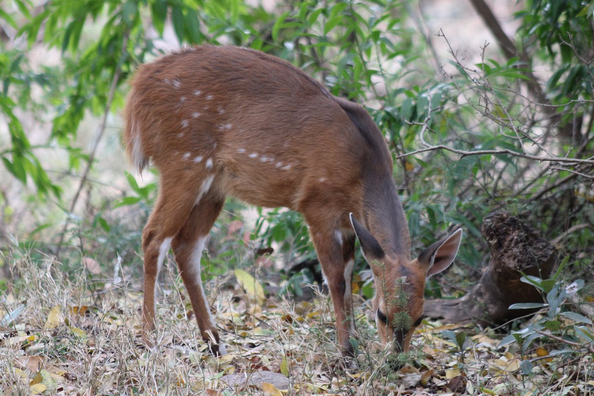 ShutterVista's tweet image. Bushbuck blending masterfully into the dense Kruger bushveld, South Africa. Rich reddish-brown coat with white spots and stripes merging seamlessly with thorny acacias, dry grass, and dappled shadows. #Photography #PhotoOfTheDay #NaturePhotography