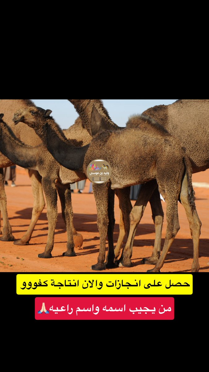 وليد بن موسى💥 tweet media