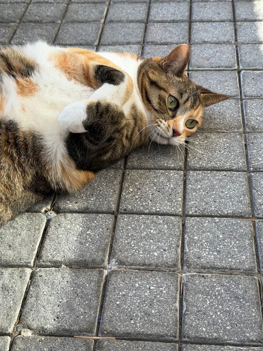 おはメー…ゴロゴロリン🐾